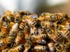 Blue Banded Bee or Pest? When to Call Bees Removal Melbourne Experts