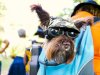 The Rising Popularity of Dog Sling Carriers Among Modern Pet Owners