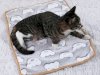 How to Choose the Best Cat Beds for Sale Comfort and Style for Your Feline Friend