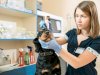 Pet Respiratory Emergencies: How to Recognize and Respond Quickly