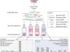 Step-by-Step Guide to Iso-Seq Protocol: From Sample Preparation to Data Analysis