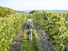 Luxury Wine Tour Limo Service in Washington DC