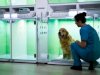 Beyond the Clinic: How Keysborough Vets Partner with Local Animal Shelters