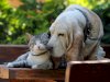 Senior Pet Care vs. Adult Pet Care: Understanding Key Differences