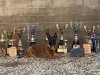 Protection Dogs for Sale in USA, Trusted Security Backed by Professional Training