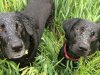 Why Grass Seeds Are a Serious Summer Risk for Dogs in Keysborough