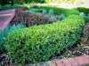 Best Privacy Trees for Creating a Natural Living Screen