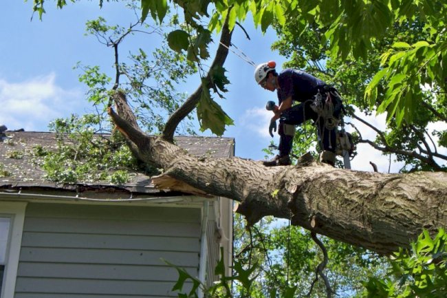 Ohio Tree Care in Storms: How to Protect Your Trees and Property