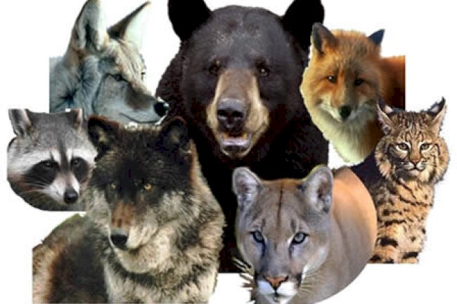 5 Clear Signs Your Current Wolf Urine Repellent Isn’t Working