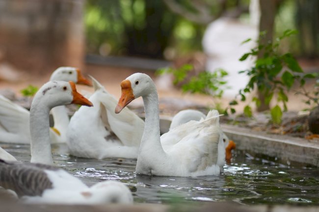 Nature’s Playground: Outdoor Joy for All Ages at Suggee Resort