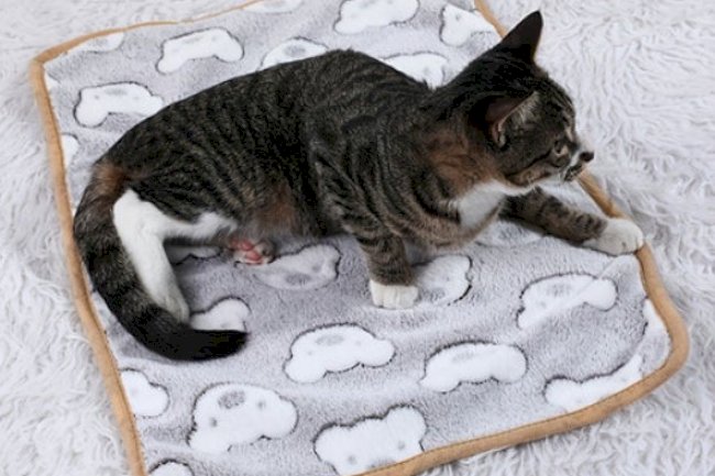 How to Choose the Best Cat Beds for Sale Comfort and Style for Your Feline Friend