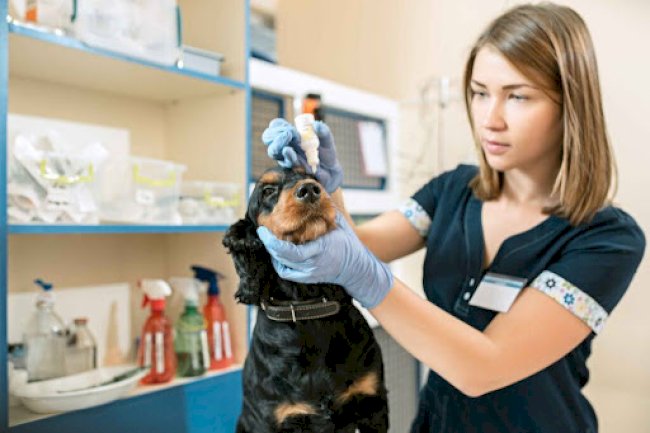 Pet Respiratory Emergencies: How to Recognize and Respond Quickly