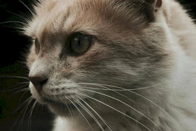 Can Probiotics Help with Common Digestive Issues in Cats and Dogs?