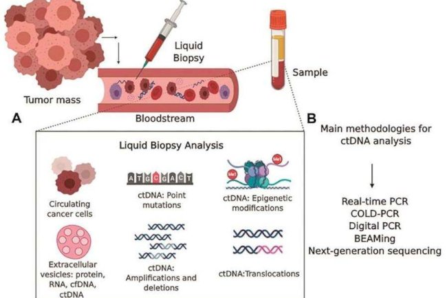 Circulating Tumor DNA (ctDNA) vs. Cell-free DNA (cfDNA)