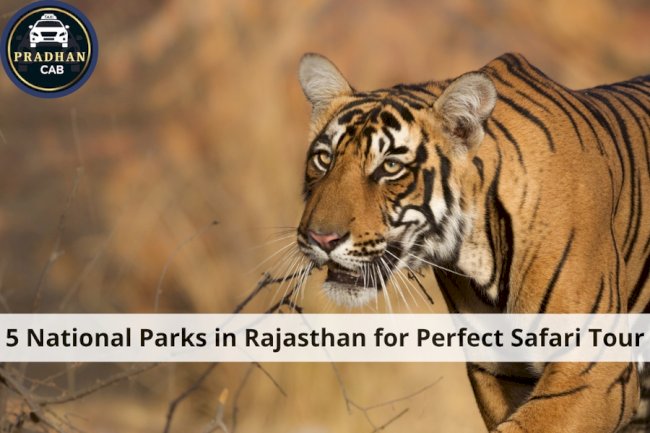 5 National Parks in Rajasthan for Perfect Safari Tour