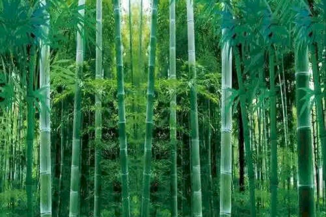 Top grade bamboo products manufacturer from China