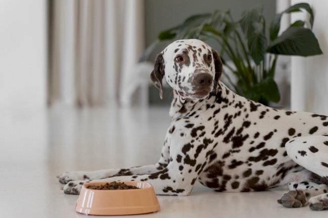 Is Chewy the Best Place to Buy Raw Dog Food Online? An Honest Review