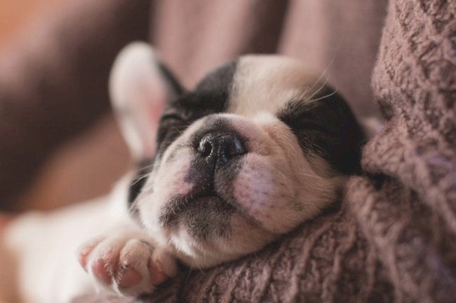 Why Shouldn’t I Wait for My Pet’s "Natural End" to Happen?