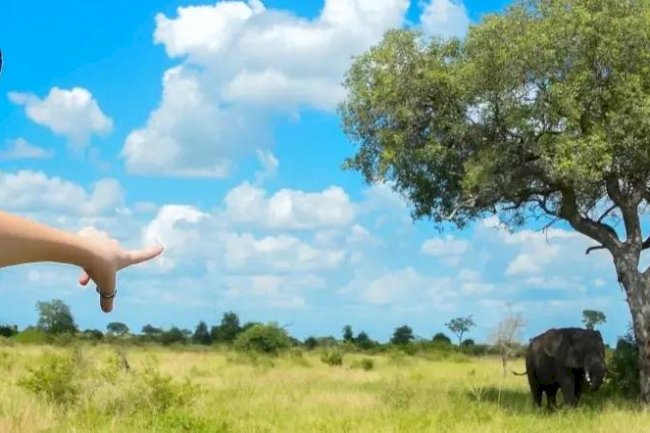 Discover Unforgettable Safari Tours in South Africa with African Travel