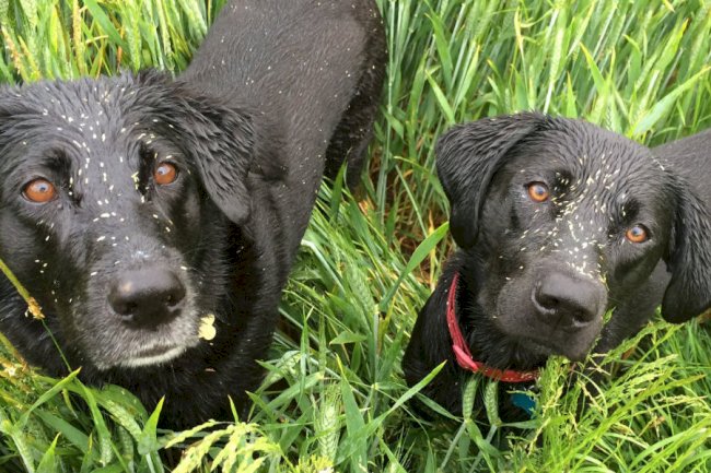 Why Grass Seeds Are a Serious Summer Risk for Dogs in Keysborough