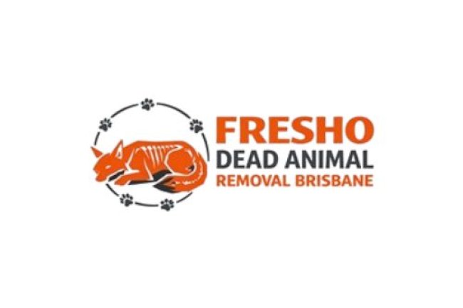 Dead Rodent Smell? Here’s How Fresho Experts Handle It