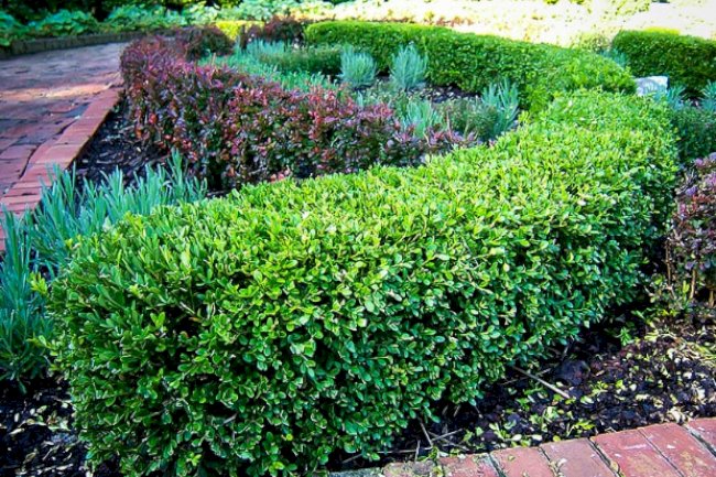 Best Privacy Trees for Creating a Natural Living Screen
