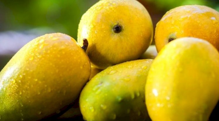 Freshly harvested mangoes ready for sale in Pakistan, highlighting seasonal fluctuations in Fresh Mangoes Price in Pakistan