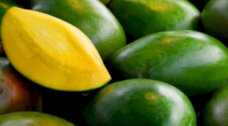  Buy Export Quality Chaunsa Mang Chaunsa mangoes from Chanab Farms, showcasing their freshness and vibrant color.