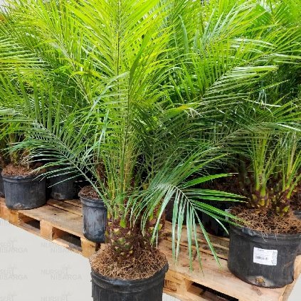 Phoenix Palm and Where to Buy Cheap Plants in Duba