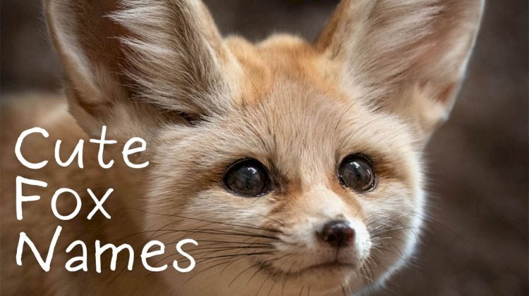 Cute Fox Names - Find The Best Ones 