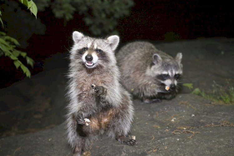 Prevent Property Damage with Professional Raccoon Removal in Houston 