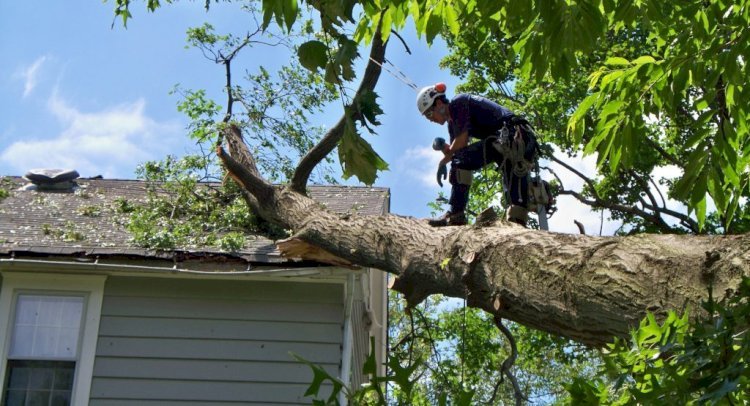 What Situations Require Emergency Tree Removal?