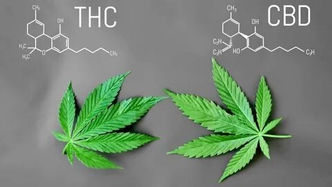 Differences Between CBD and THC in Cannabis: What You Need to Know