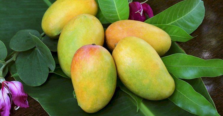 Where to Buy Export Quality Chaunsa Mango at the Best Price