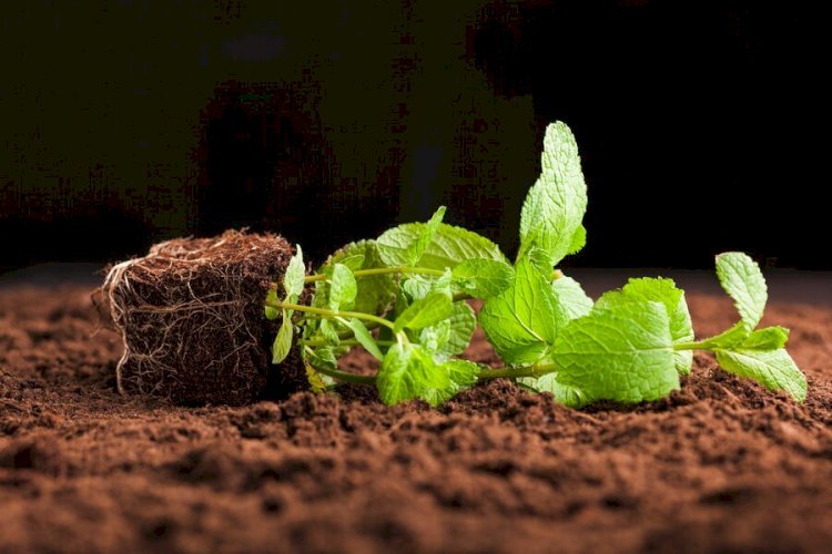 8 Key Differences Between Humic Acid and Fulvic Acid in Plant Growth