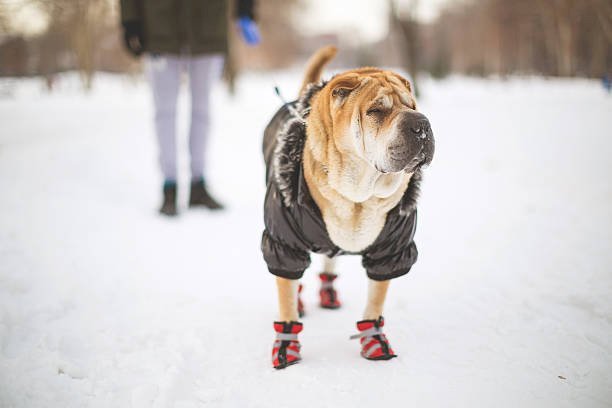 Trendy and Warm: Best Dog Jackets for Fashion-Forward Pups