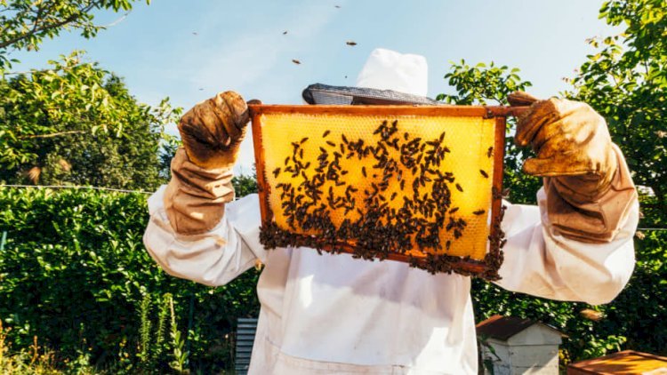 Sweeten Your Day with Local Honey in Houston