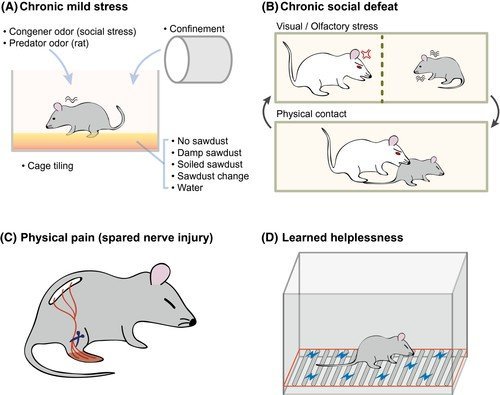 Preclinical Animal Models to Power Up Psychiatric Drug Development