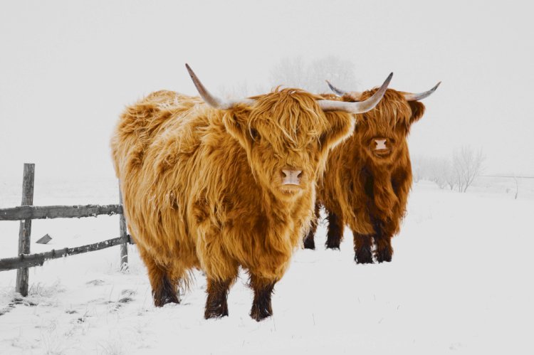 Why Mini Highland Cows Are the Perfect Pets for Small Farms