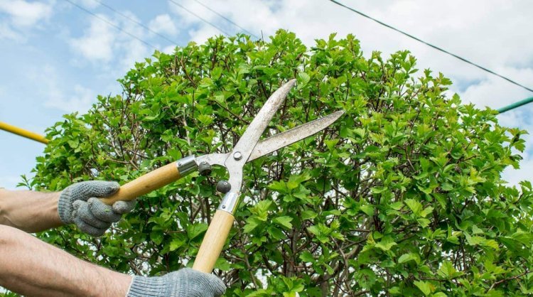 The Best Time to Prune Trees in Carrollton: A Comprehensive Guide