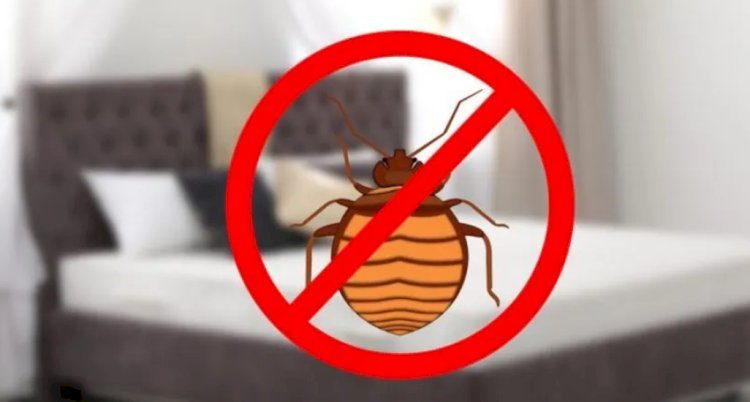 What Is Bed Bug Heat Treatment and How Does It Work?