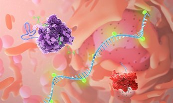 Injecting mRNA and Generating CAR-T Directly in the Body to Repair the Heart in One Shot