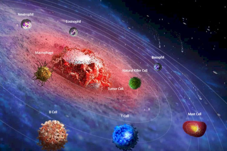 Explore into Pharmacokinetics/pharmacodynamics (PK/PD) of Antibody Drugs