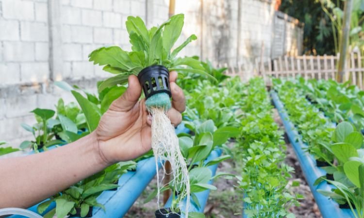 Hydroponics Market Outlook, Size, Growth and Industry Trends 2025-2034