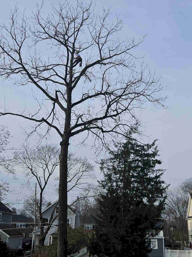 Comprehensive Tree Services in NJ: Emergency Removal, Stump Grinding, and Pruning