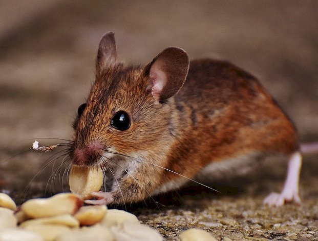 The Ultimate Guide to Rat Removal in Houston: Protect Your Property 