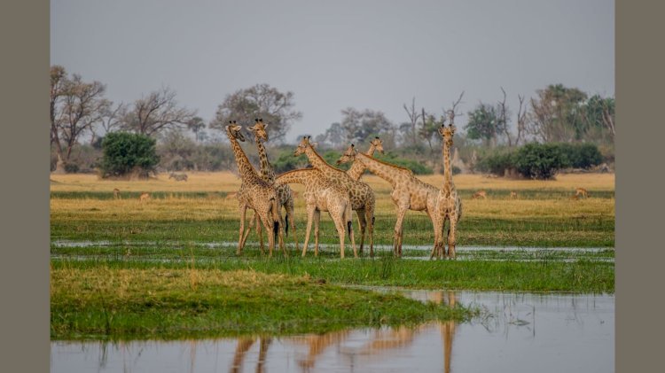 Exploring the Wonders of Tanzania Safari Holidays: An Unforgettable Adventure