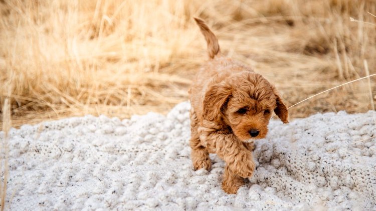 How to Find the Best Toy Goldendoodle for Sale?