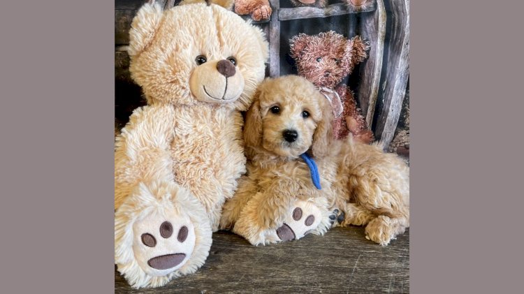 Mini F1BB Goldendoodle for First-Time Owners: What You Should Know