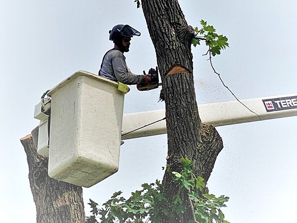How to Find Reliable Tree Removal Near Me: Your Complete Guide to Tree Removal Services